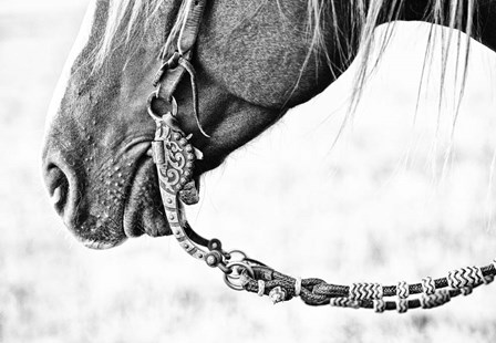 Equine Portrait II by PHBurchett art print