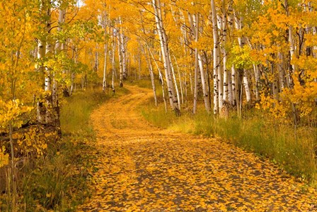 Aspen Tree Trunks by J.C. Leacock art print