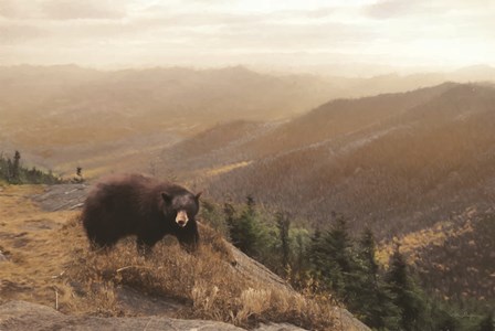 Bear Country by Lori Deiter art print