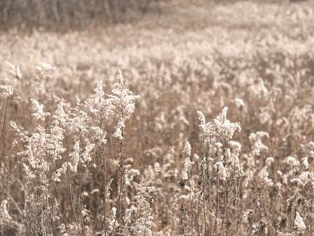 Fall Field by Lori Deiter art print