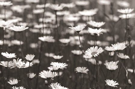 Daisy Dreams by Lori Deiter art print