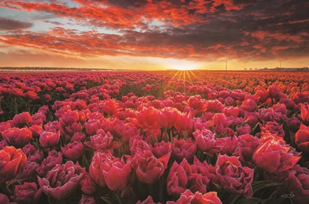Tulip Magnificence by Martin Podt art print