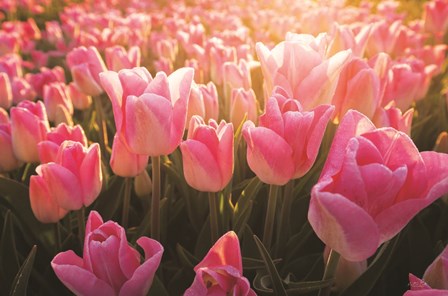 The Pink Ones by Martin Podt art print