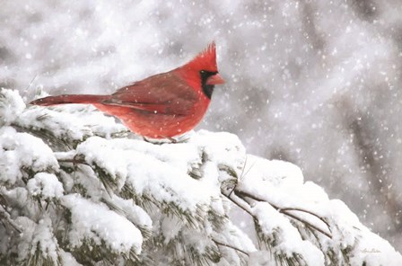 Winter Cardinal by Lori Deiter art print