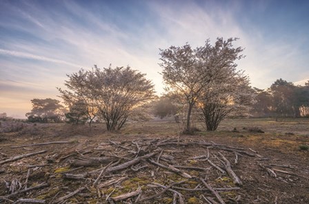 Spring Bushes at Sunrise by Martin Podt art print