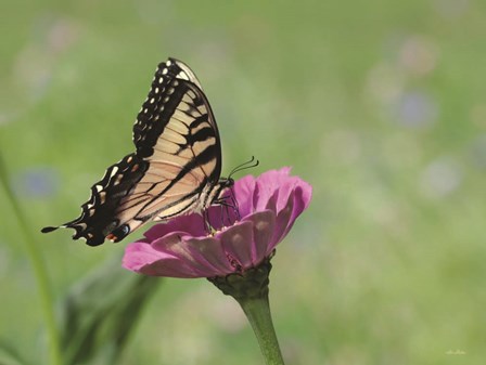 Butterfly Resting Spot I by Lori Deiter art print