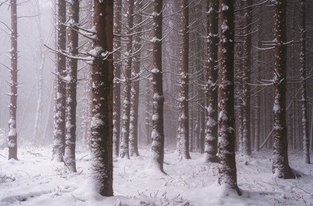 Red Woods by Martin Podt art print