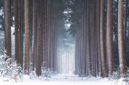 Polar Winter by Martin Podt art print