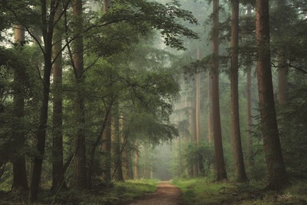 Moody Green by Martin Podt art print