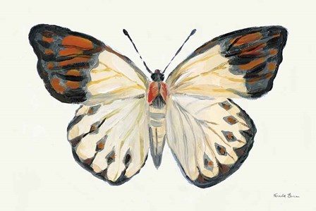 Butterfly Study I by Farida Zaman art print