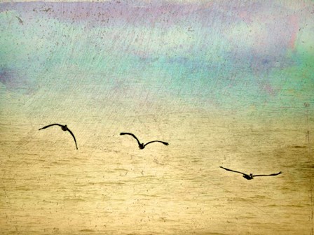 Seagulls In The Sky II by Ynon Mabat art print
