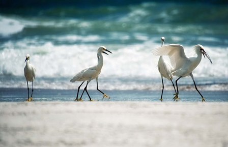 Egret Walk by Bruce Nawrocke art print