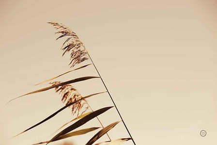 Windswept Grasses by Nathan Larson art print