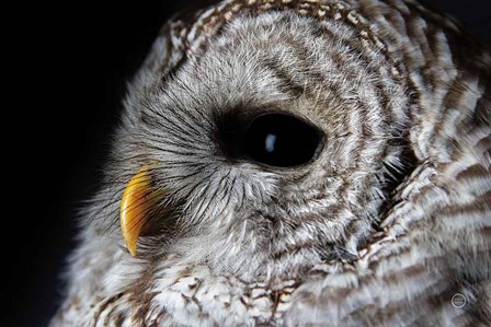 Barred Owl Portrait by Nathan Larson art print