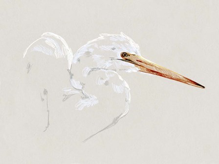 Bright Egret Sketch I by Emma Caroline art print