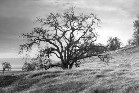 Coastal Oak Series No. 47 by Alan Blaustein art print