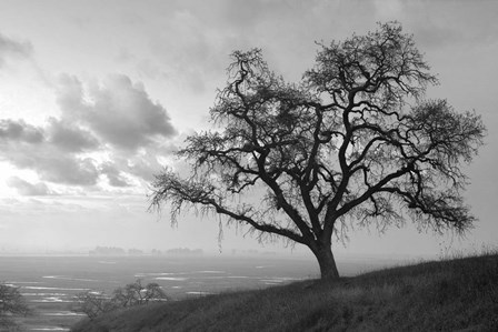 Coastal Oak Series No. 48 by Alan Blaustein art print