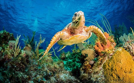 Hawksbill Turtle Wwimming through Caribbean Reef by Jan Abadschieff art print