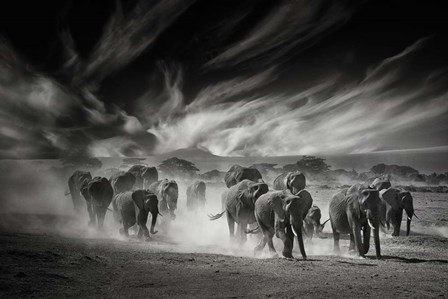 The Sky, Dust and Elephants by Mathilde Guillemot art print