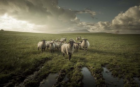 Sheep by David Ahern art print