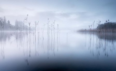 Reflections in a Lake 2 by David Ahern art print