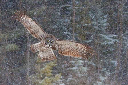 Great Grey Owl in Snowfall by Jim Cumming art print