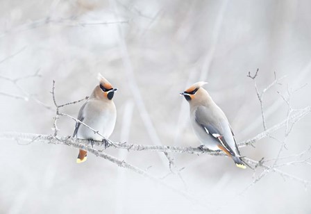 Bohemian Waxwings by Jim Cumming art print