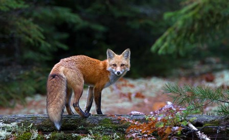 Red Fox in Algonquin Park by Jim Cumming art print