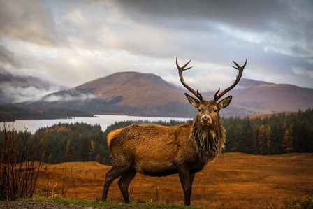 Scottish Stag by Adrian Popan art print