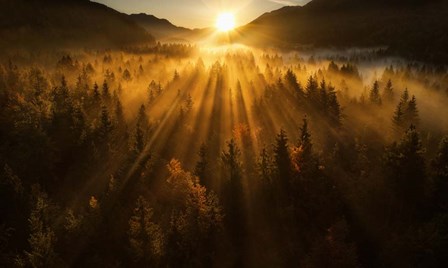 Aerial Shot of an Autumn Forest by Ales Krivec art print