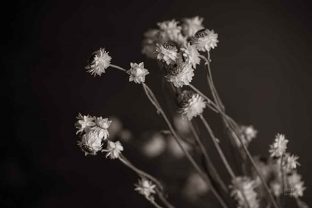 Daisy Study by Nathan Larson art print