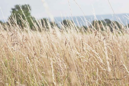 Summer Field I by Elizabeth Urquhart art print