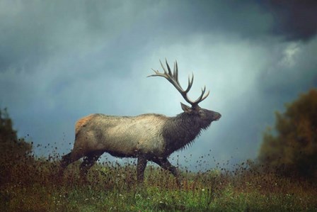 The Elk by Carrie Ann Grippo-Pike art print