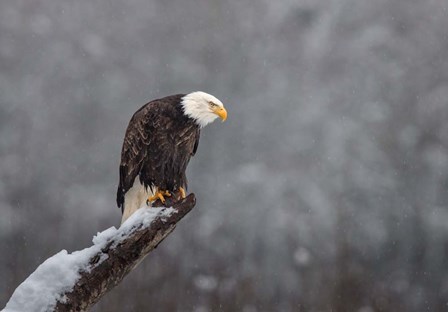 Snow on the Skagit by Greg Barsh art print