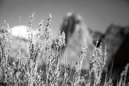 Canyon Sagebrush by Laura Marshall art print