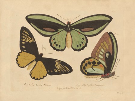 Vintage Butterflies 3 by Stellar Design Studio art print