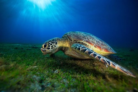 Green Turtle by Barathieu Gabriel art print