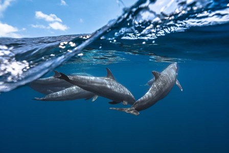 Dolphins by Barathieu Gabriel art print