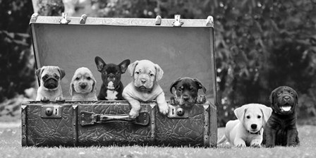 Dog Pups in a Suitcase by Pangea Images art print