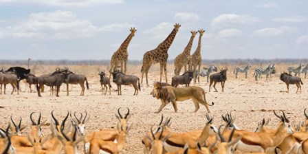 Sovereign Passing By (Masai Mara) by Pangea Images art print