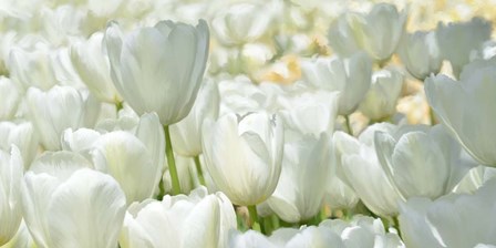 Field of White Tulips by Luca Villa art print