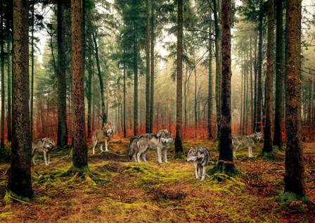 Pack of Wolves in the Woods by Pangea Images art print