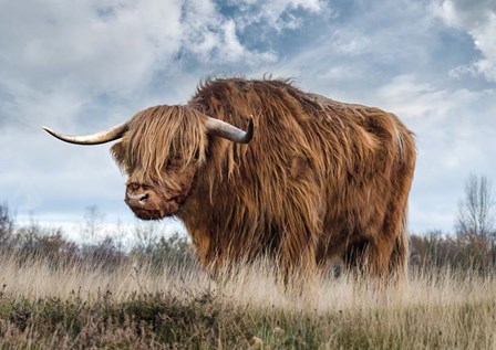 Scottish Highland Bull by Pangea Images art print