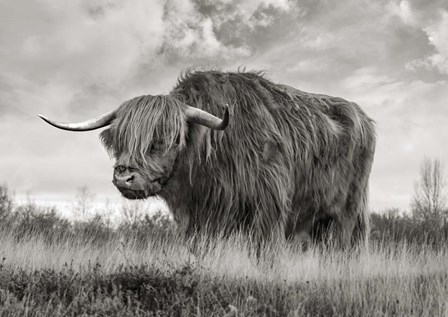 Scottish Highland Bull (BW) by Pangea Images art print