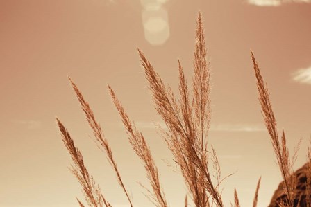 Lakeside Grasses VI by Nathan Larson art print