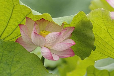 Lotus Flower by Adam Jones / Danita Delimont art print
