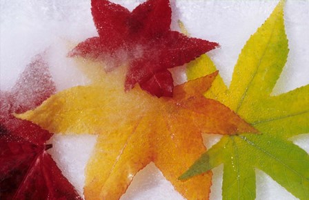 Frozen Maple Tree Leaves by Daisy Gilardini / Danita Delimont art print