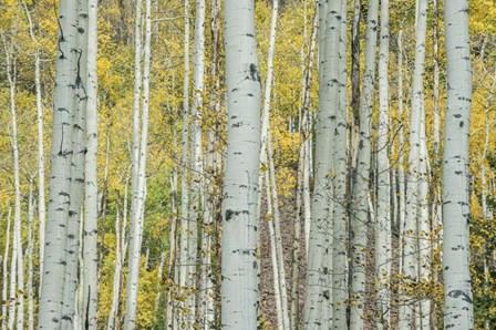 Aspen Trunks Near Castle Creek by Rob Tilley / Danita Delimont art print