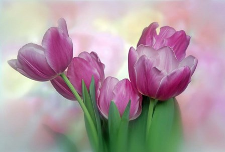 Pastel Pink Blooming Tulips by Deborah Sandidge / DanitaDelimont art print