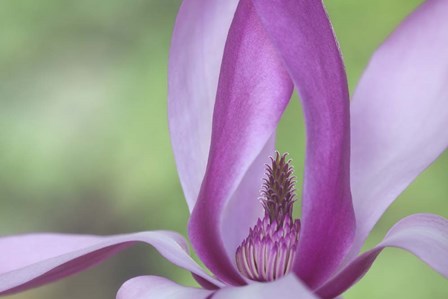 Close-Up Of Magnolia Blossom by Don Paulson / DanitaDelimont art print